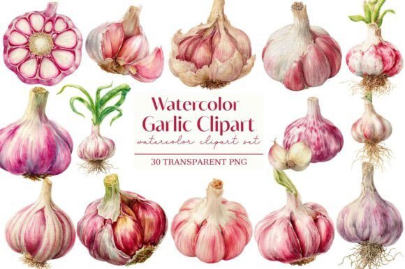 Watercolor Garlic Clipart: A Creative Resource for Digital and Print Projects